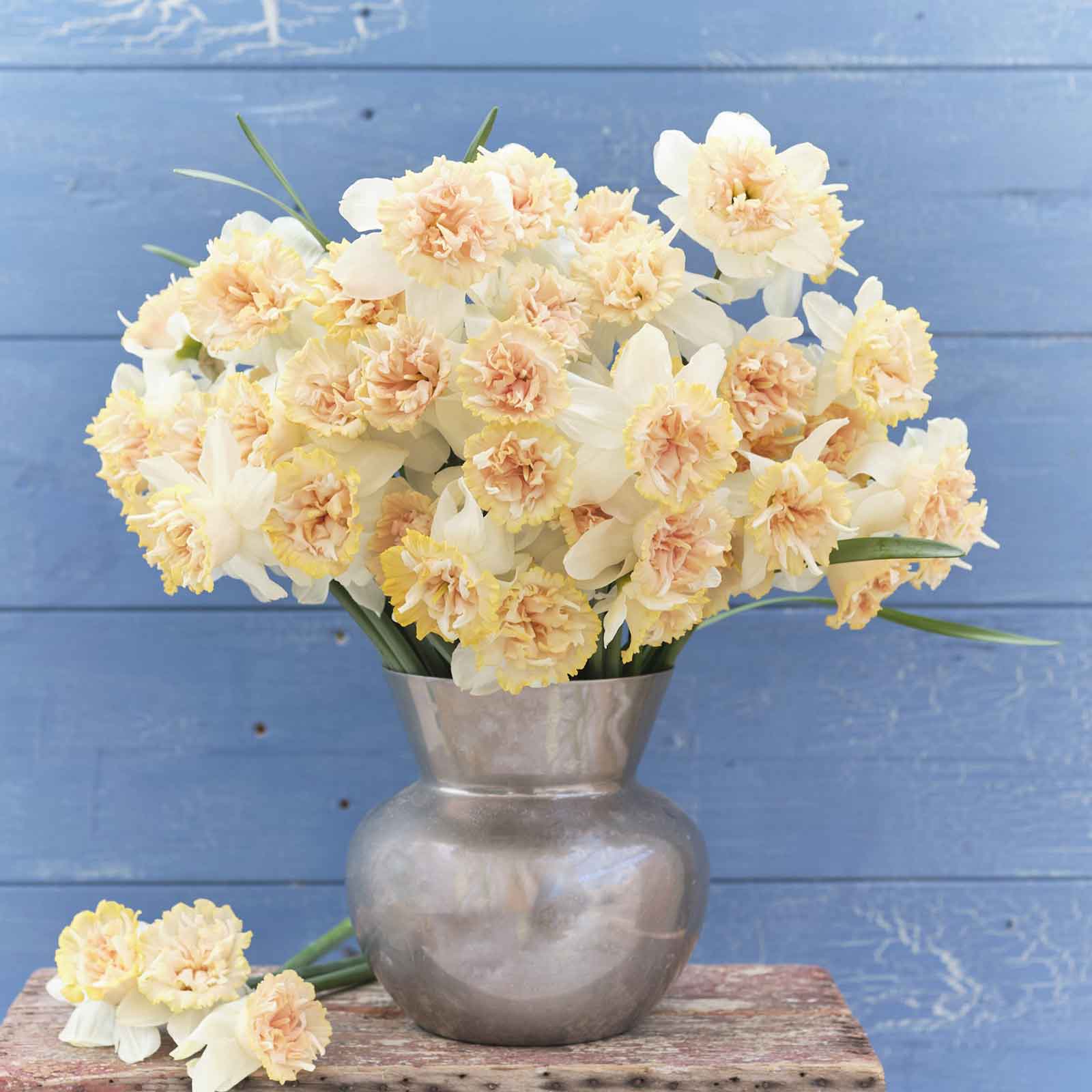 A bouquet of Petit Four daffodils in a metal bucket in front of a blue wall.