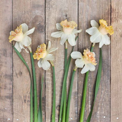 Petit Four daffodils freshly picked displayed on a wooded surface.