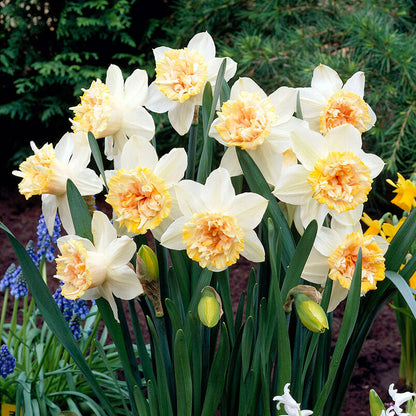 A light pink double Petit Four daffodil flower with a deeper pink center on a green stem with green leaves.