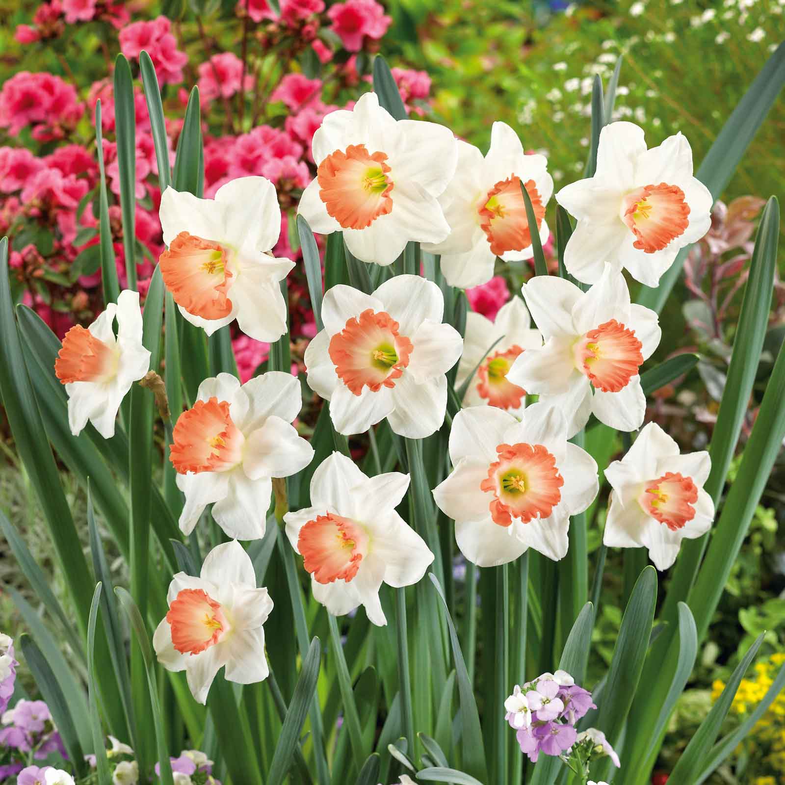 daffodil pink charm