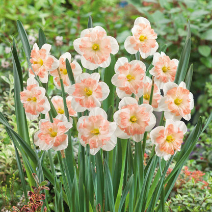 Vibrant Pink Wonder daffodils with orange trumpets stands against a blurry green background.
