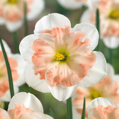 A close-up of a Pink Wonder daffodil with a deep pink trumpet, set against a blurred green background.