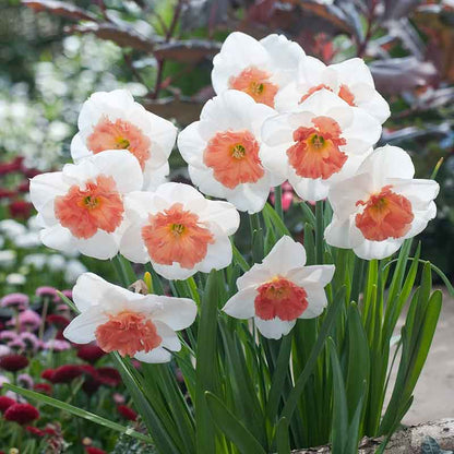 A close-up shot of Precocious daffodils with an orange cups, standing tall against a blurred green background. | copyright: Floramedia UK Ltd