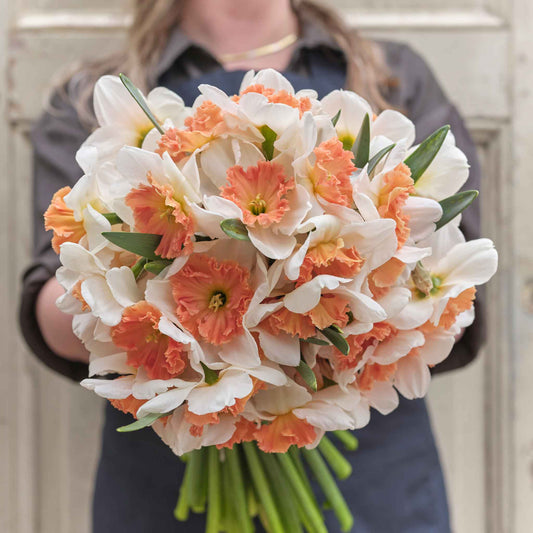 A person holding a bouquet of Precocious daffodil flowers against a neutral background.
