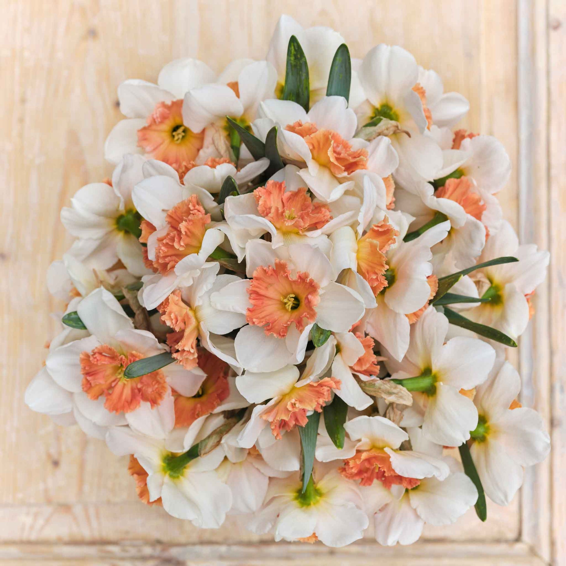 An overhead shot of a bouquet of Precocious daffodil flowers with a neutral background.