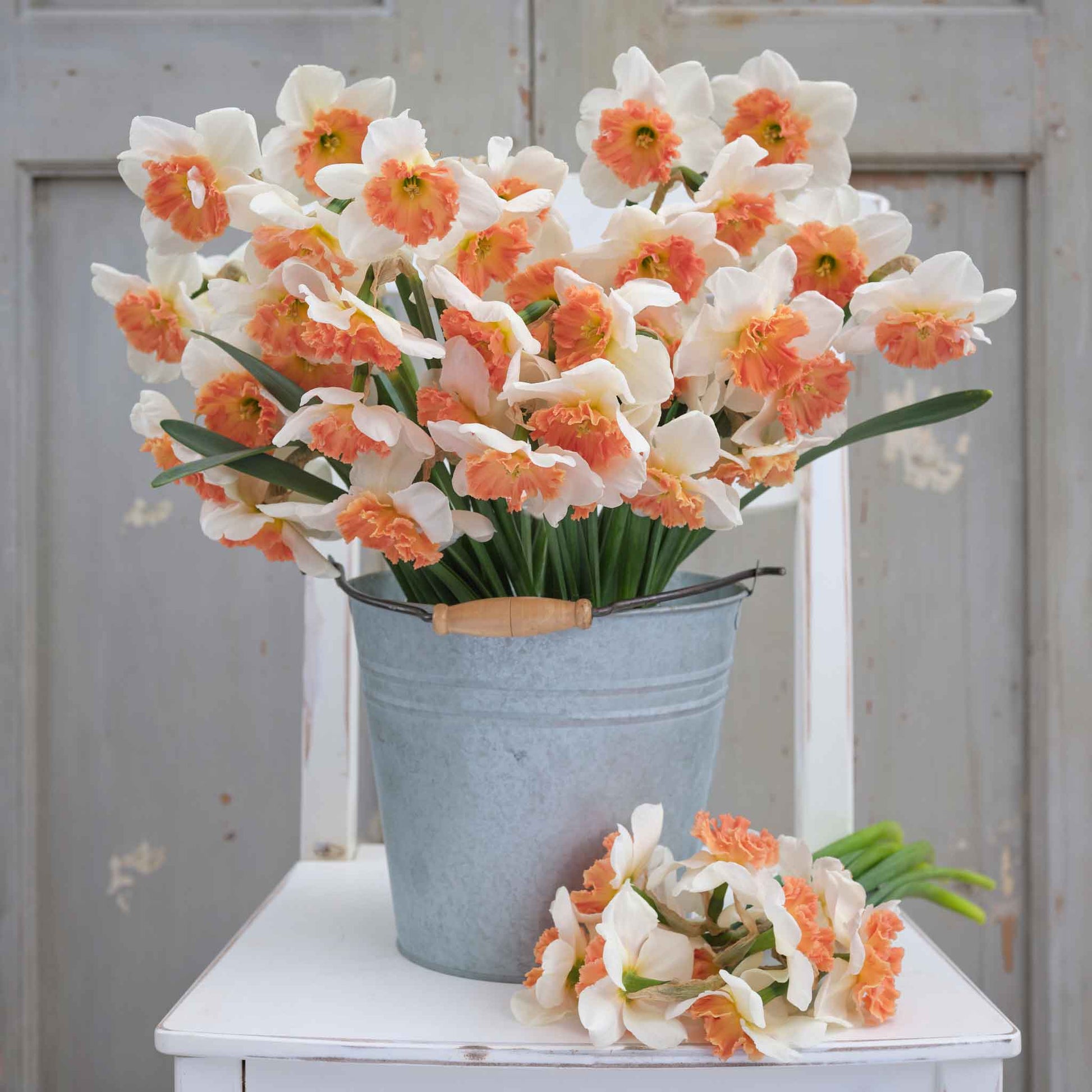 A bouquet of Precocious daffodil flowers against a neutral background.