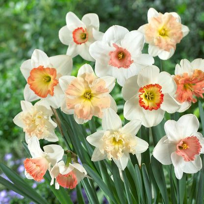 Daffodil Pretty In Pink Mix, showing a cluster of light pink and white daffodils with orange centers.
