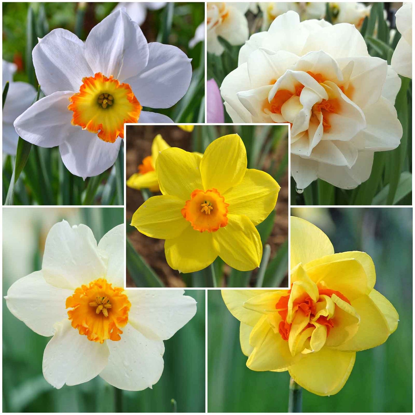 A close-up shot of several daffodils with orange-red cups and yellow petals.