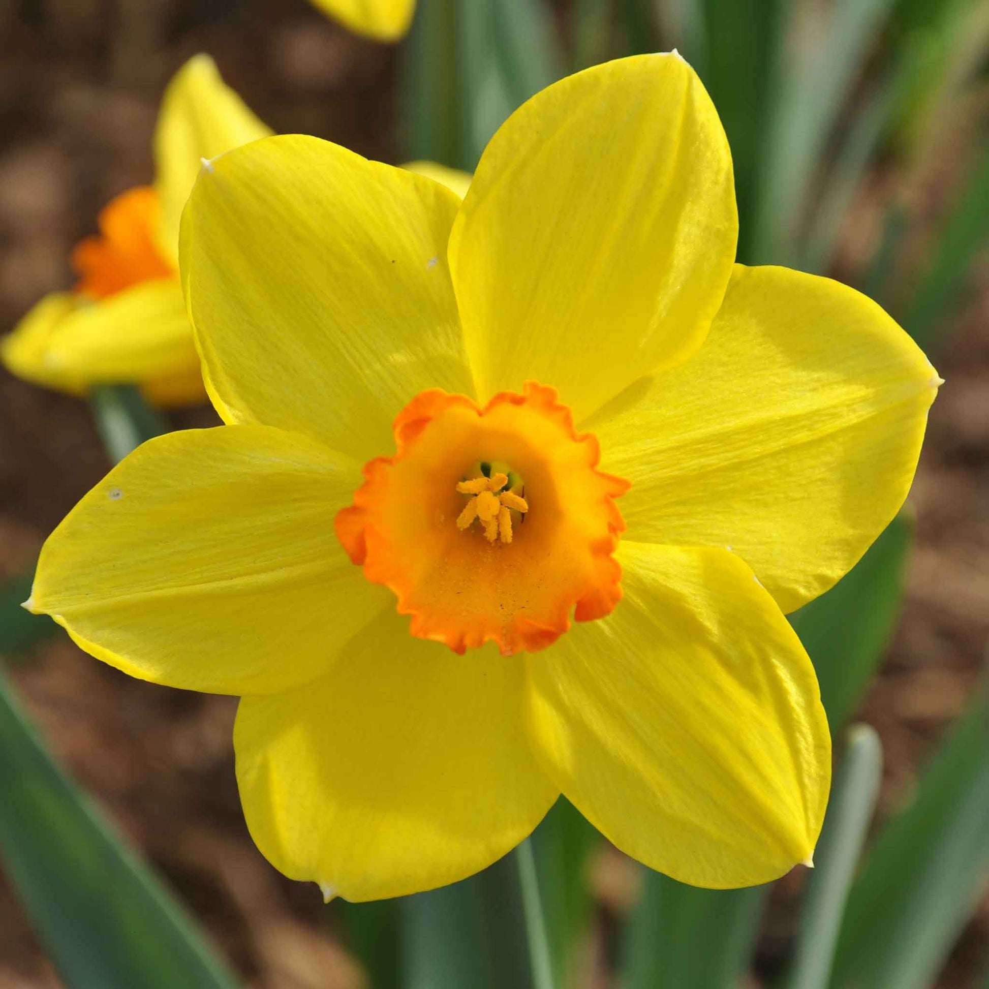 A close-up shot of a yellow daffodil with a red cup that is part of the Red Cup Mix.