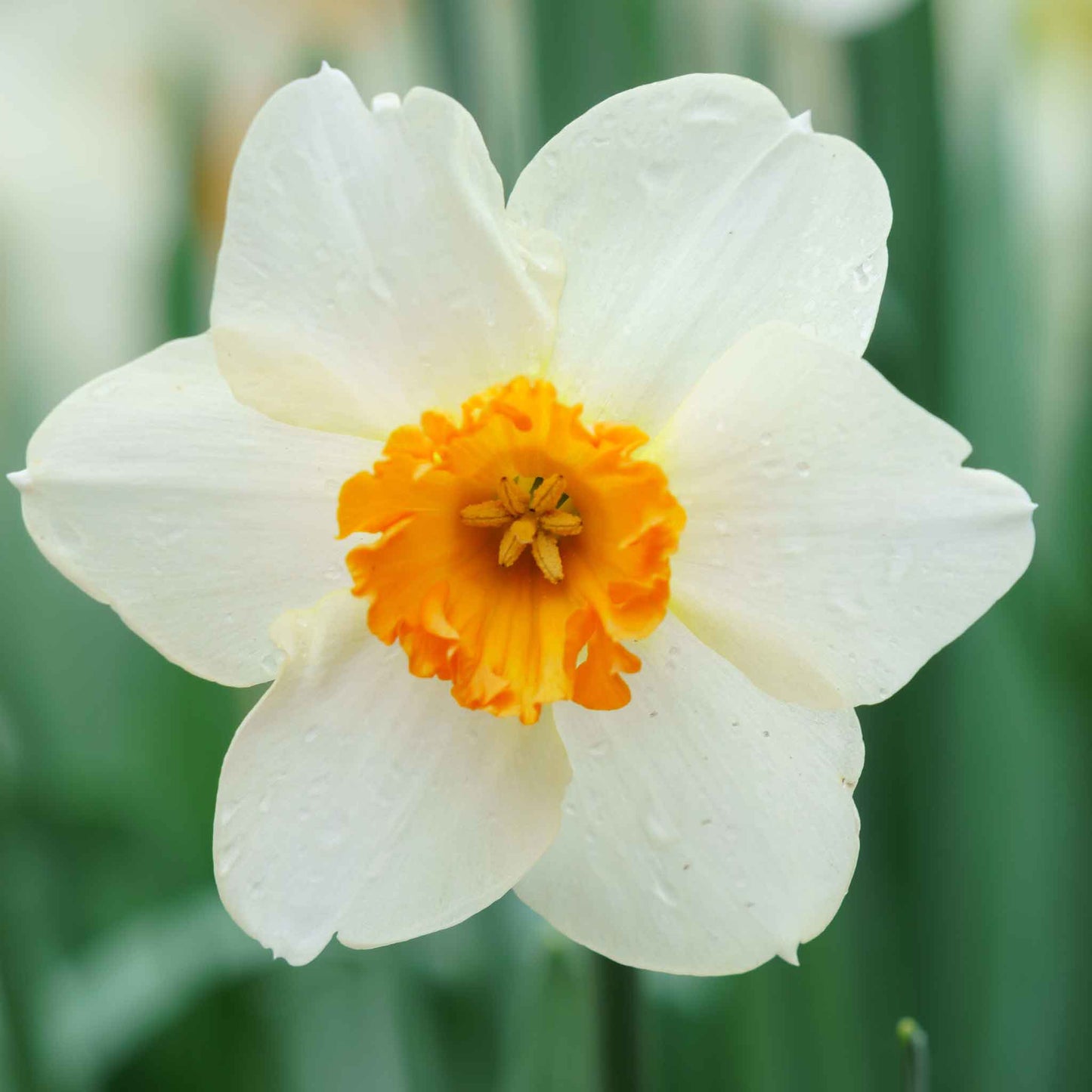 A close-up shot of a white daffodil with a red cup that is part of the Red Cup Mix.