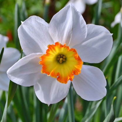 A close-up shot of a white daffodil with a red cup that is part of the Red Cup Mix.