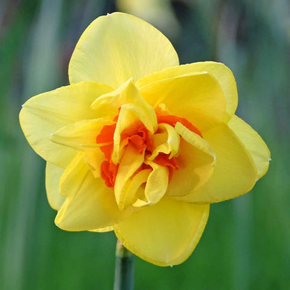 A close-up shot of a yellow daffodil with a red cup that is part of the Red Cup Mix.