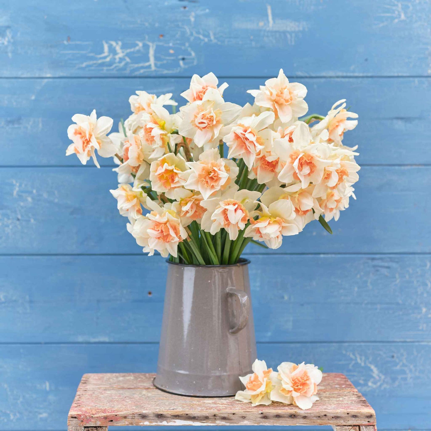 A bouquet of Replete daffodils in a blue vase on a wooden table.