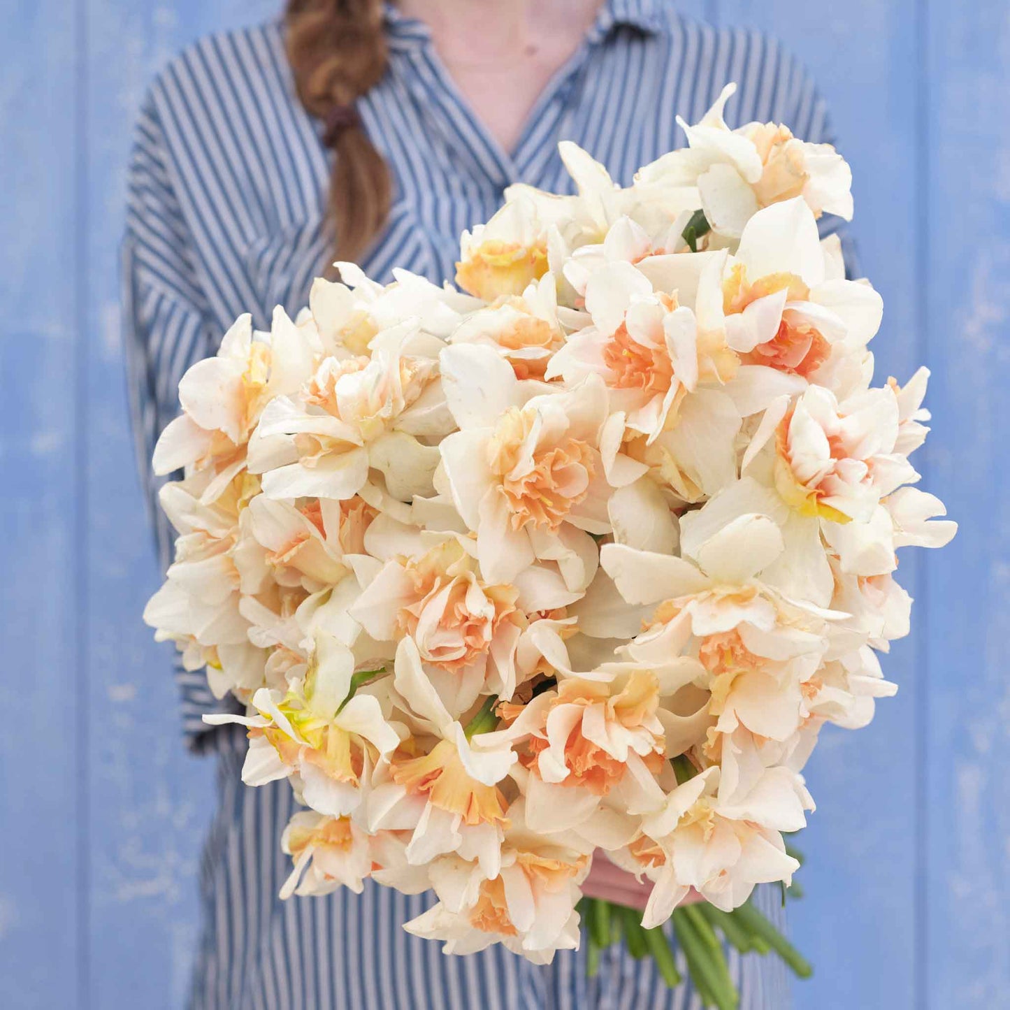 A person holding a bouquet of Replete daffodil flowers against a blue wall.