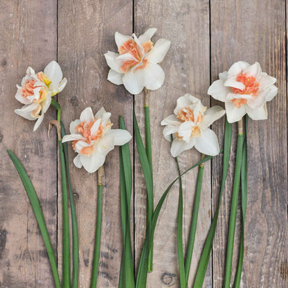Replete daffodils freshly picked displayed on a wooded surface.