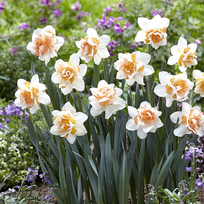 Vibrant Replete daffodils with orange trumpets stands against a blurry green background.