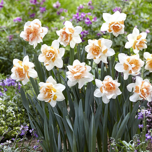 Vibrant Replete daffodils with orange trumpets stands against a blurry green background.