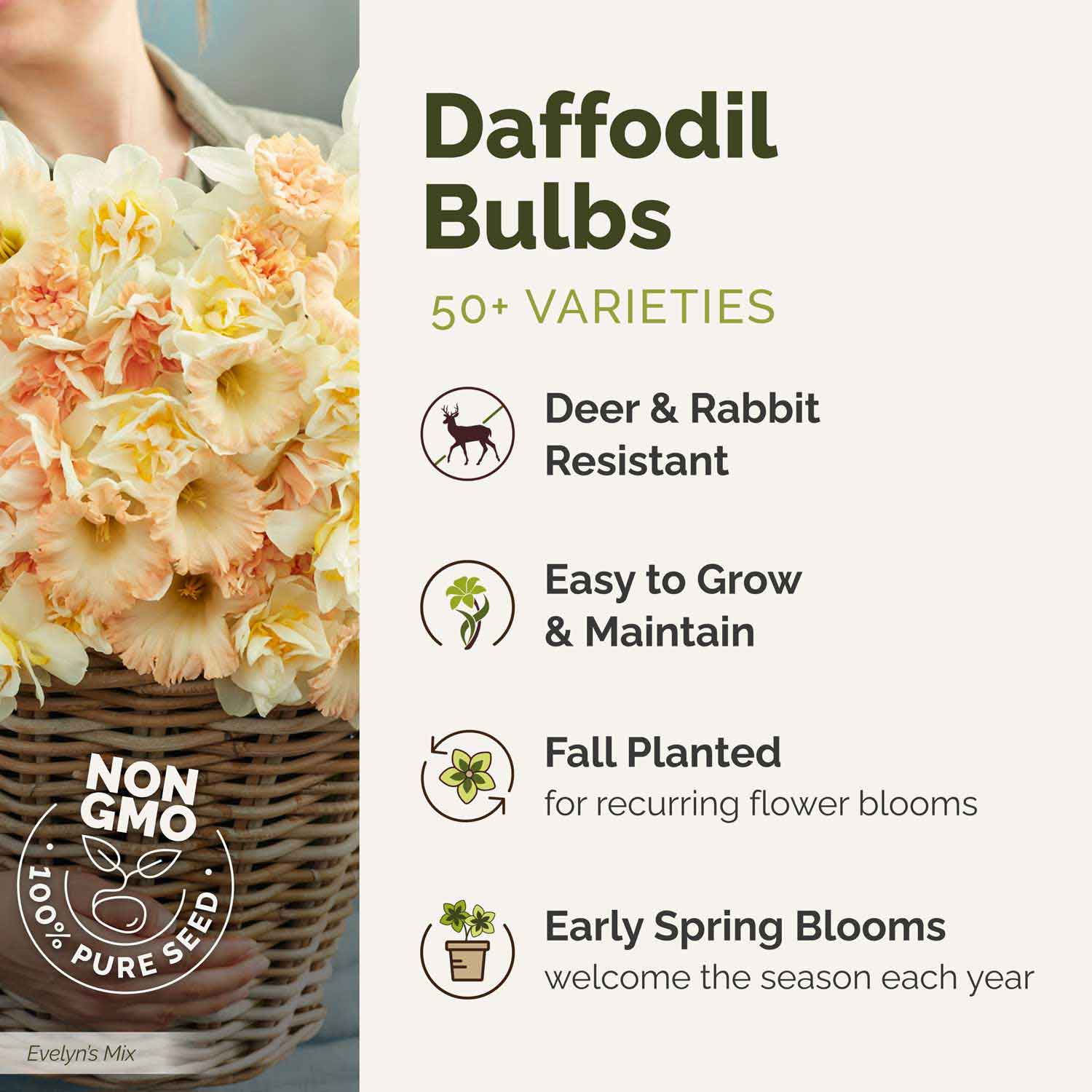 Daffodil bulbs with a basket of flowers and promotional text on a white background