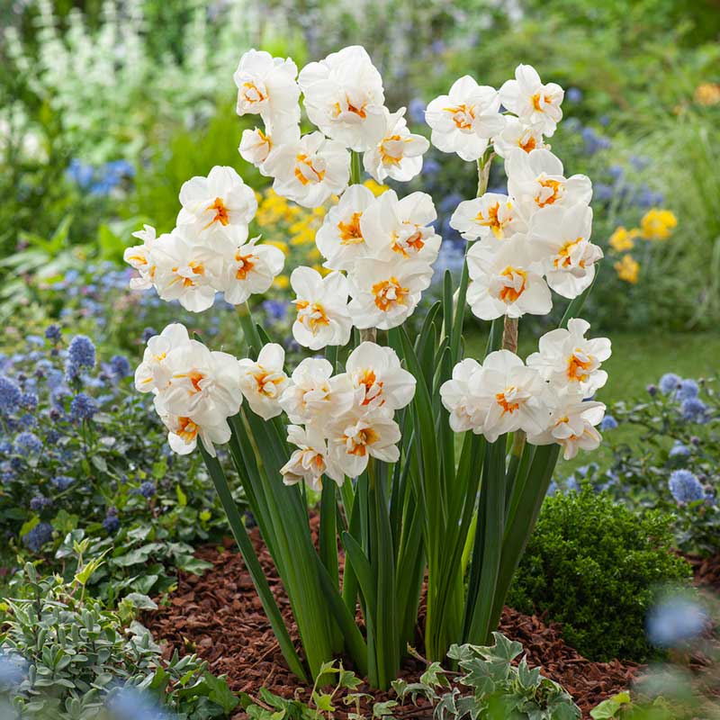 A cluster of Sir Winston Churchill daffodils with with white petals and orange cups. | copyright: Floramedia UK Ltd