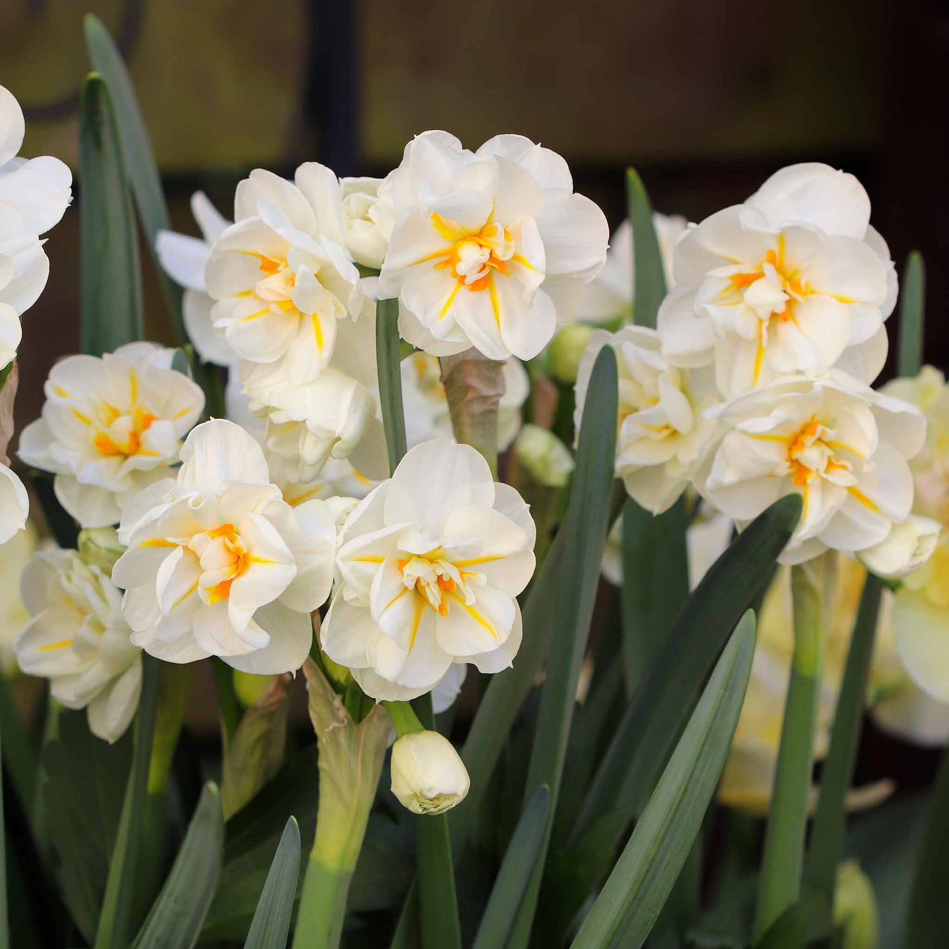 A cluster of Sir Winston Churchill daffodils with with white petals and orange cups.