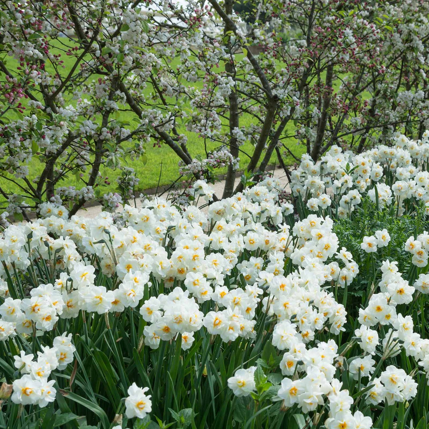 A field of Sir Winston Churchill daffodils with with white petals and orange cups.