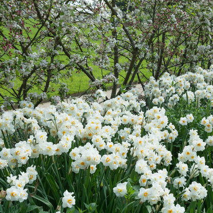 A field of Sir Winston Churchill daffodils with with white petals and orange cups.
