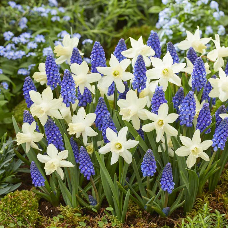 White daffodils with yellow centers and purple grape hyacinths blooming in a lush garden.