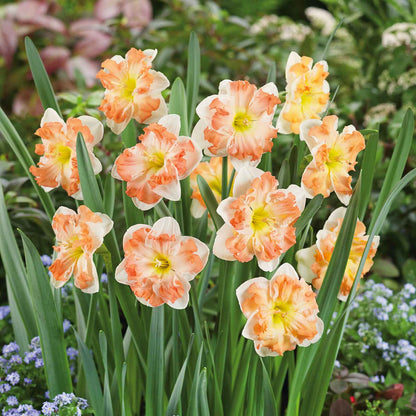 Vibrant Sunny Girlfriend daffodils with a ruffled trumpet stands against a blurry green background.