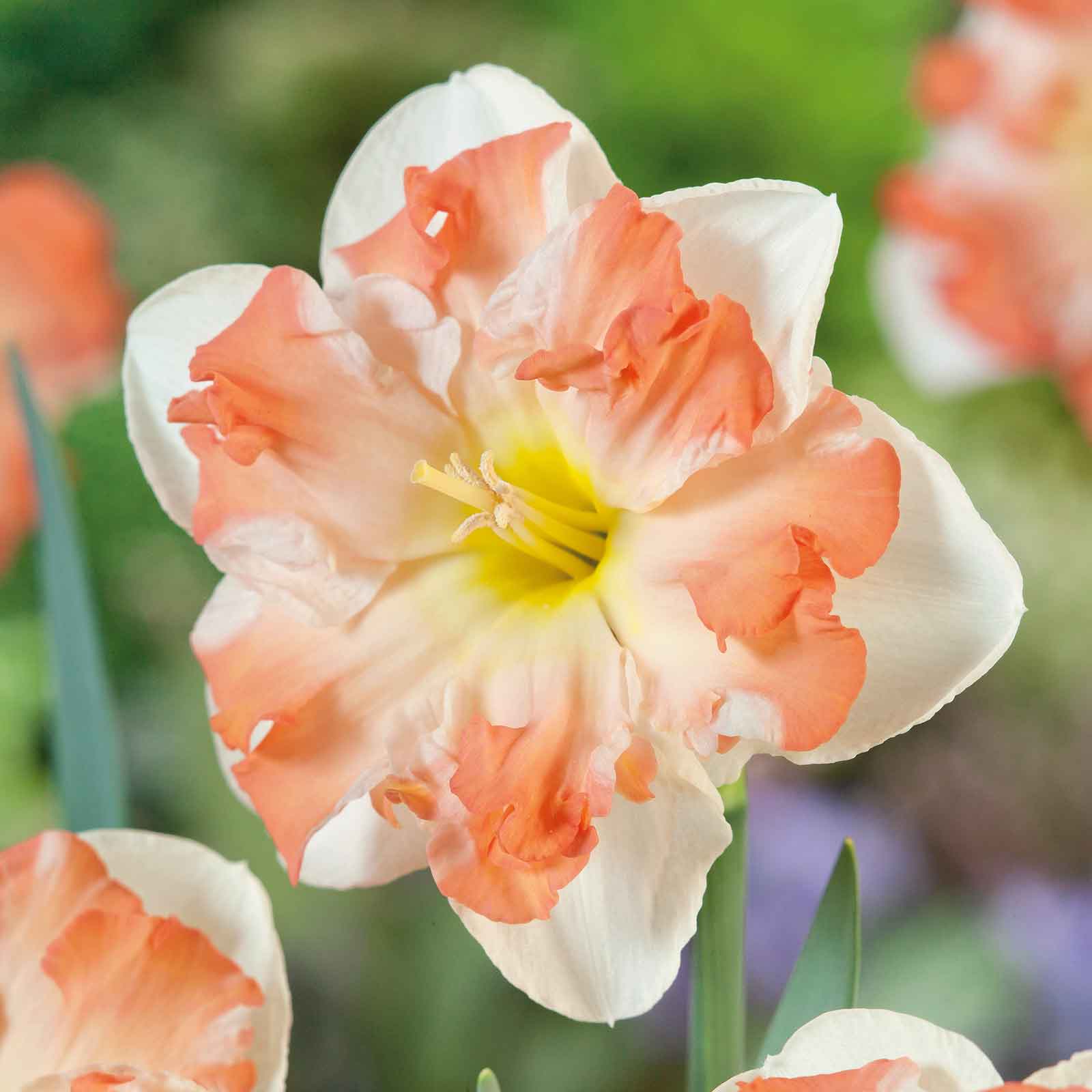 A close-up view of an orange and white Sunny Girlfriend daffodil blooming in a garden.