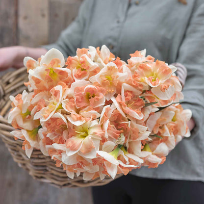 A person holding a bouquet of Sunny Girlfriend daffodil flowers in a rustic setting.