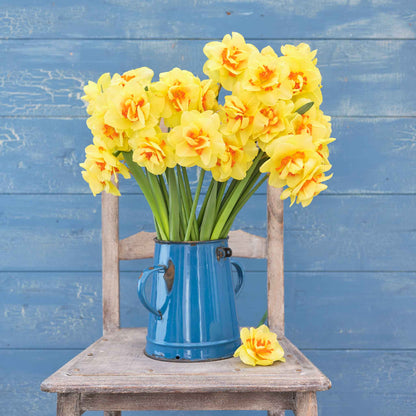 A bouquet of Tahiti daffodils in a blue vase on a wooden chair.