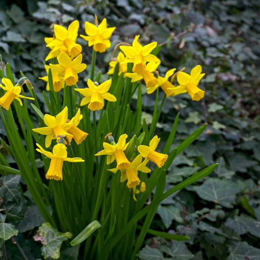 Daffodil Tete a Tete growing outdoors, showing yellow coloring and flower form, mature blooms, and garden foliage.