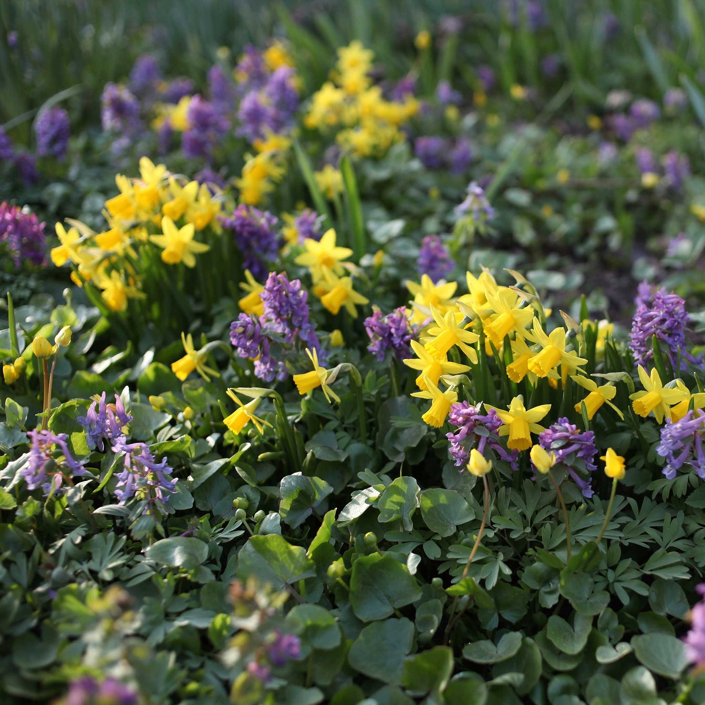 A cluster of a vibrant yellow Tete a Tete daffodil growing in a garden setting