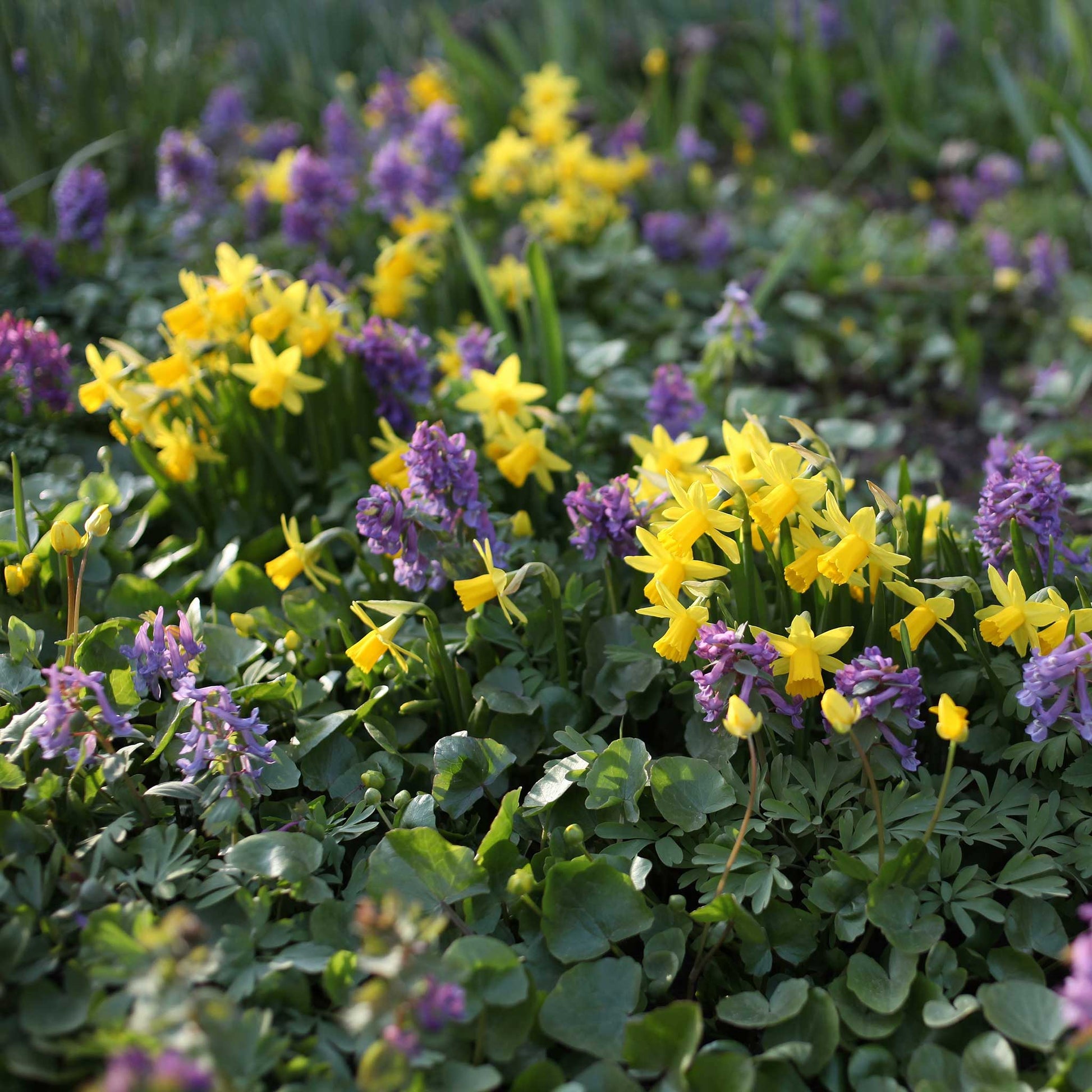 A cluster of a vibrant yellow Tete a Tete daffodil growing in a garden setting
