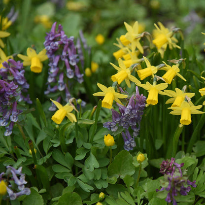 A cluster of a vibrant yellow Tete a Tete daffodil growing in a garden setting
