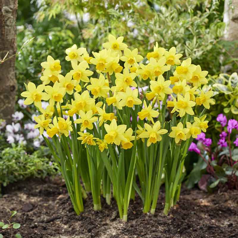 A cluster of a vibrant yellow Tete a Tete daffodil growing in a garden setting