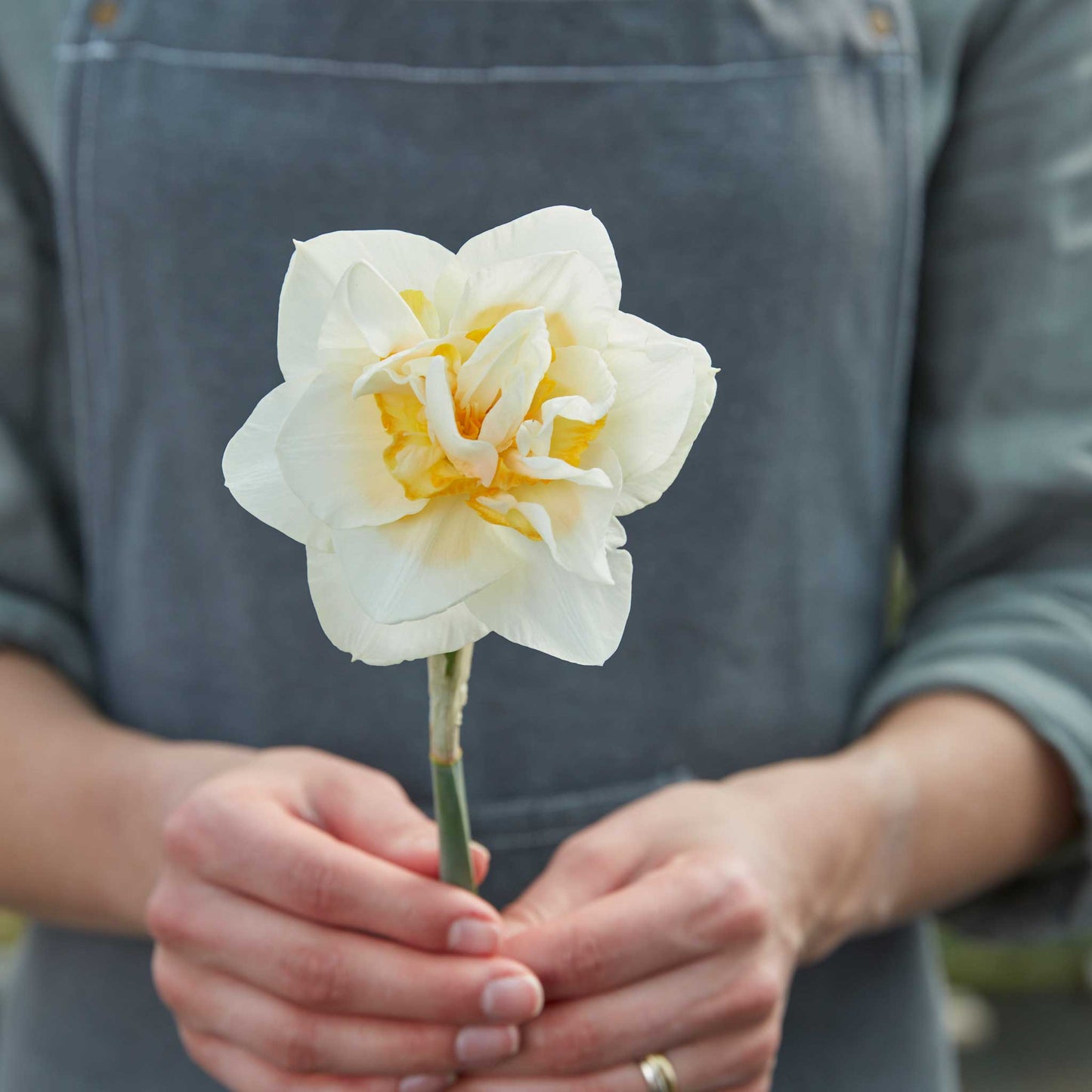 White Lion Daffodil, featuring a white daffodil with a ruffled, yellow-orange center.