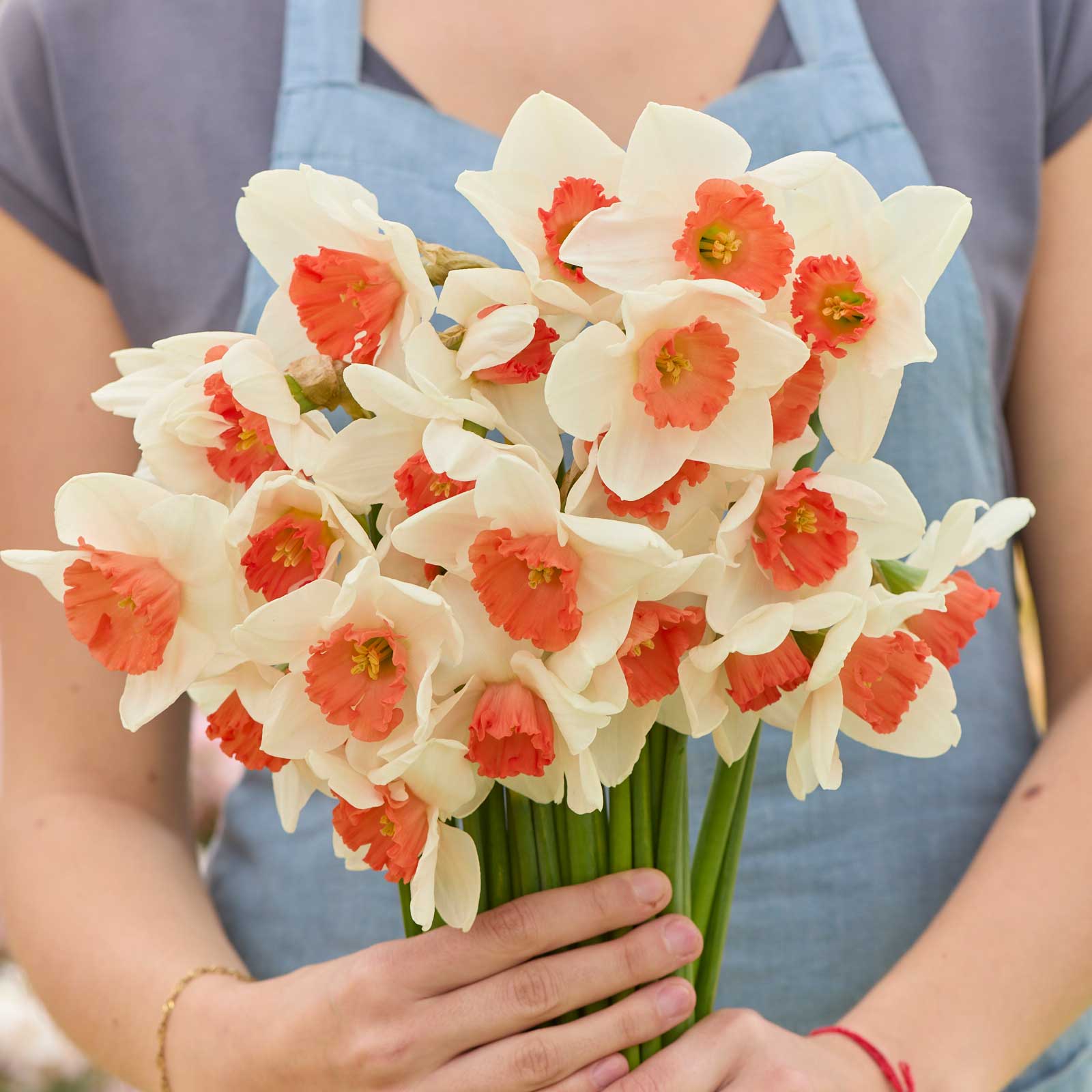 Bouquet of white and orange decoy daffodil flowers held by a person wearing a blue apron.