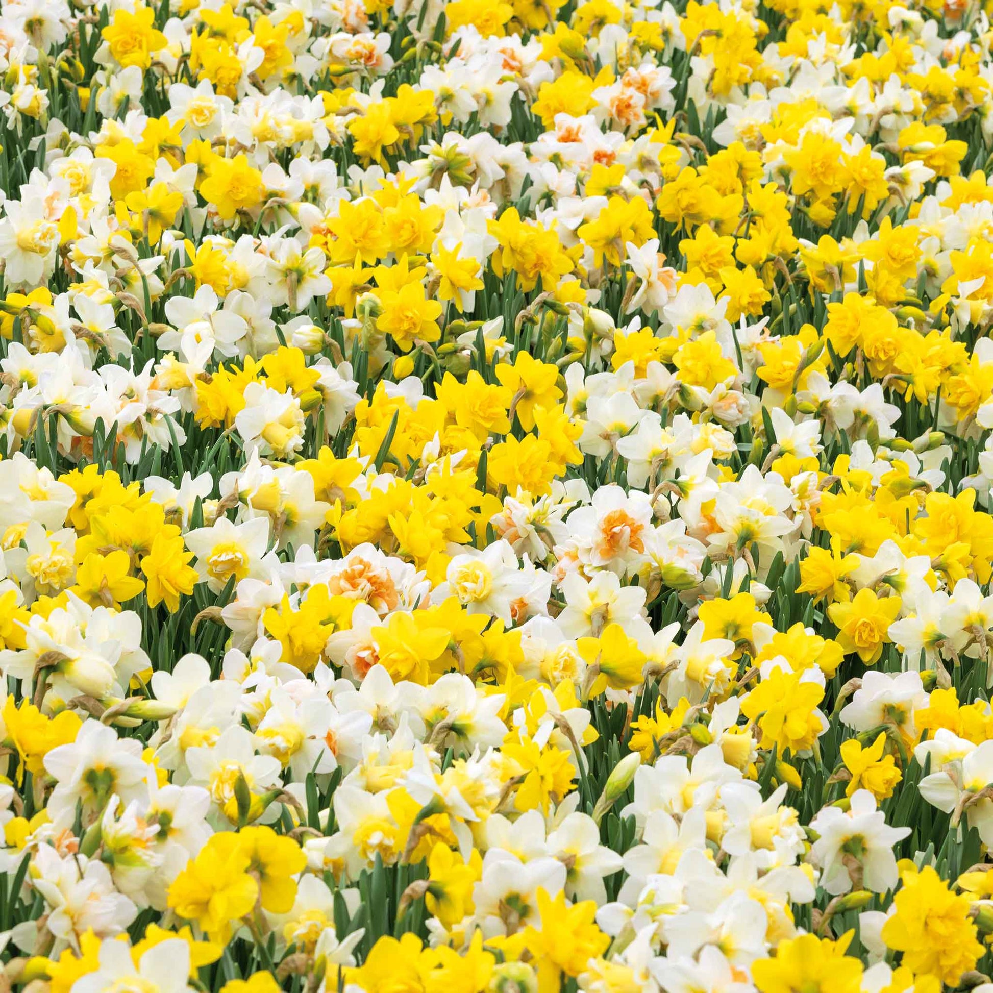 A wall of Naturalizing Mix Daffodils with orange, yellow, and white blooms.