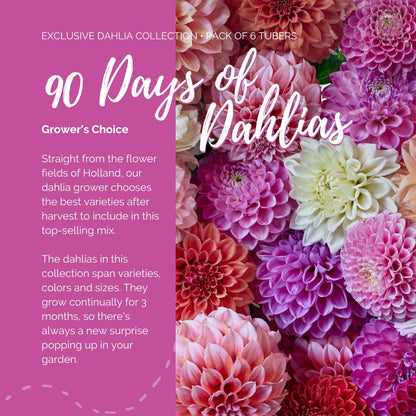 A graphic showing the individual contents of the Long Lasting Mix with a close up of a bouquet next to it.