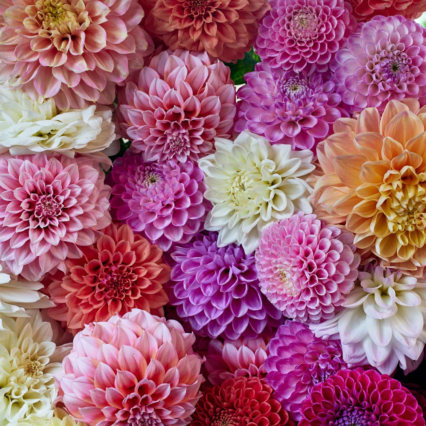 Dahlia 90 days mix - various dahlias in pink, orange, yellow, and red hues are displayed.