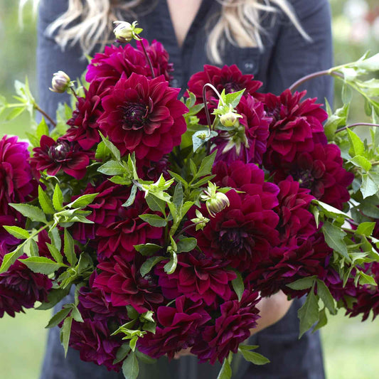 A person holding a bouquet of Admiral Rawlings dahlia flowers in a garden setting.
