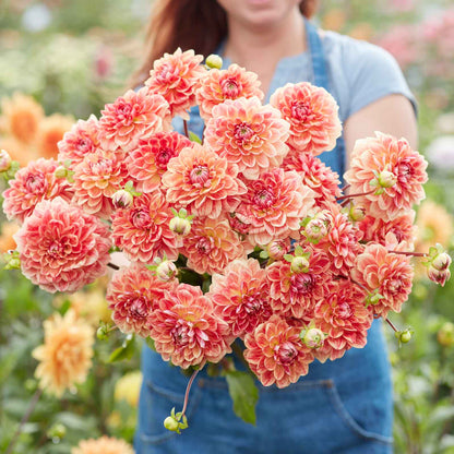 A person holding a bouquet of All That Jazz dahlia flowers in a garden setting.