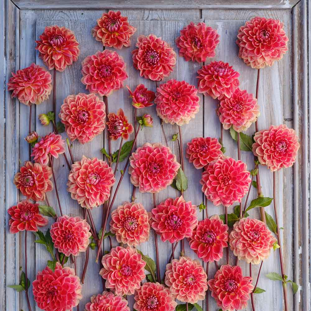 All That Jazz Dahlias freshly picked displayed on a wooded surface.
