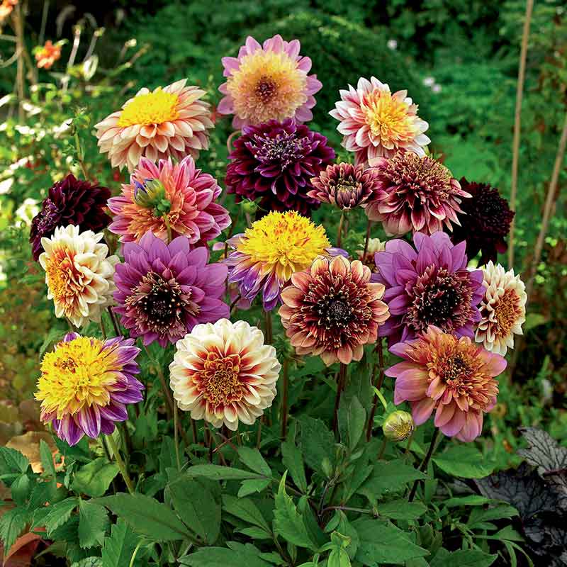 Anemone dahlia mix with various colored blooms in shades of pink, yellow, and red.