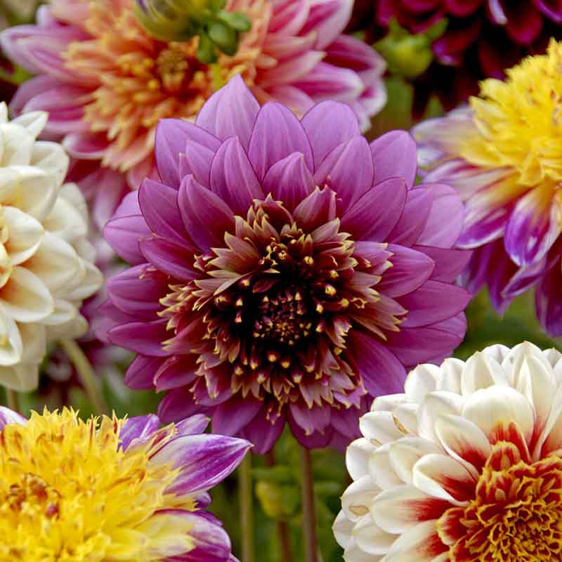 Anemone mix dahlia with various shades of pink, orange, yellow, and red hues are displayed.