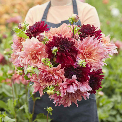 A person holding a bouquet of Antique Blush Mix dahlia flowers in a garden setting.