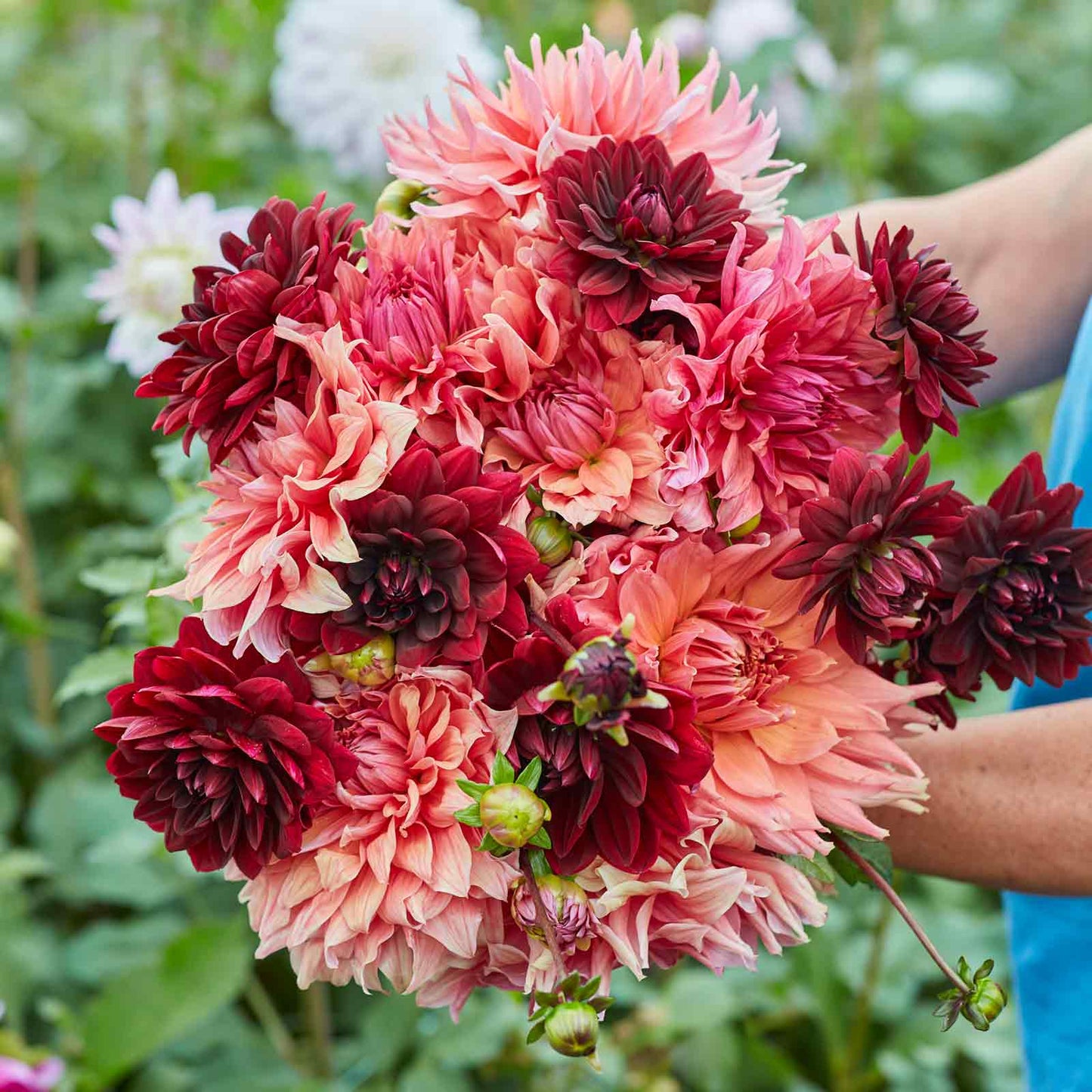 A person holding a bouquet of Antique Blush Mix dahlia flowers in a garden setting.