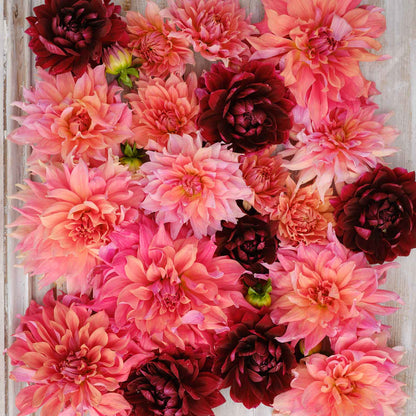 Vibrant red and pink Antique Blush dahlias fully bloomed.