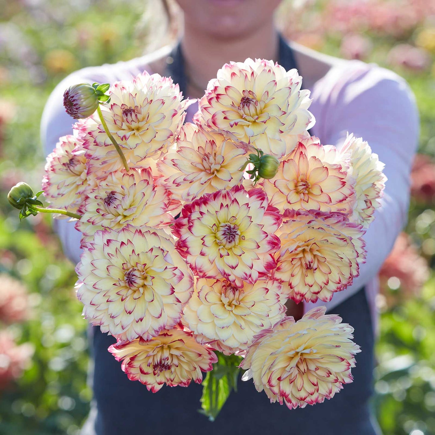 A person holding a bouquet of Aphrodite dahlia flowers in a garden setting.